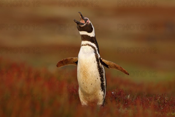 Penguin in the red evening grass, Magellanic penguin, Spheniscus magellanicus. Black and white
