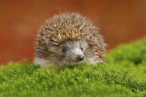 Hedgehog, Erinaceus europaeus, on a green moss at the forest, photo with wide angle. Hedgehog in