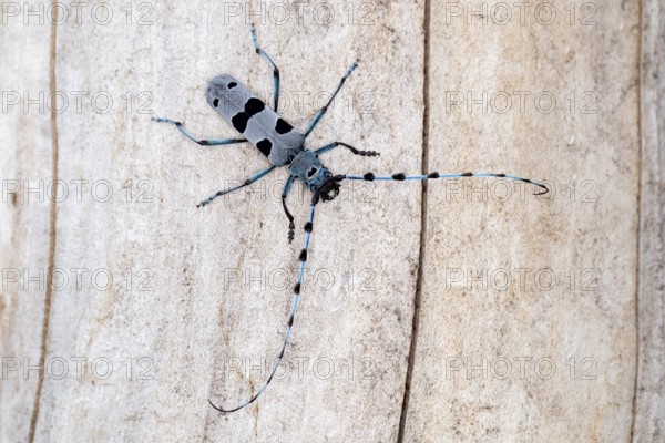 Rosalia Longicorn (Rosalia alpina) close-up on tree trunk, Bavaria, Germany