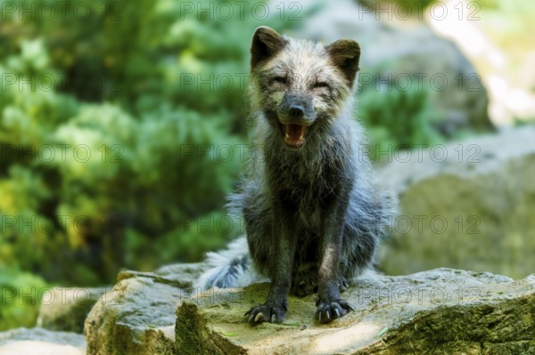 A relaxed fox sits on a stone in the forest and appears cheerful, Arctic fox, (Alopex lagopus)