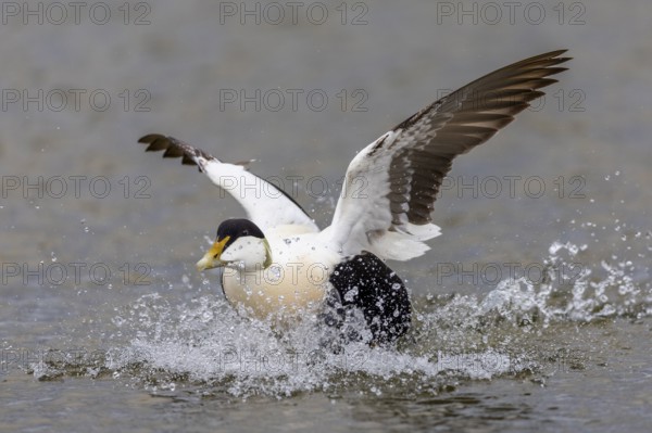 Common Eider (Somateria mollissima), drake landing on the water, reflection, duck birds (Anatidae),