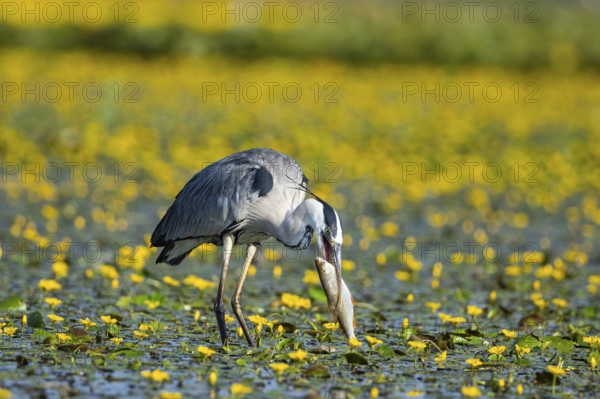 Grey heron (Ardea cinerea) amidst flowering sea pots (Nymphoides peltata) Hungary