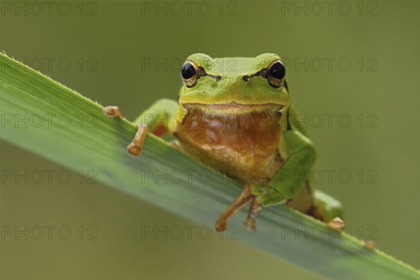 European tree frog (Hyla arborea), adult male, sitting on a reed leaf, also known as the weather