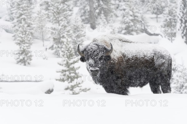 American Bison (Bison bison) in winter, strong, old bull, male animal, snowed in, snow-covered, in