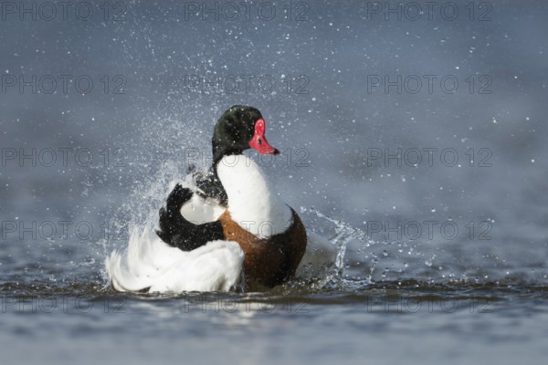 Bathing fun... Shelduck (Tadorna tadorna) bathing extensively, cleaning the plumage, water