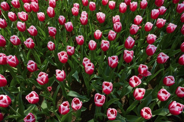 Rows of red tulips with pink edges forming a uniform spring pattern, Keukenhof, Lisse, province of