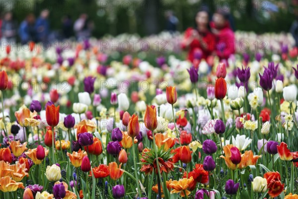 Different coloured tulips (Tulipa), colourful tulip bed, Keukenhof gardens, Lisse, Bollenstreek,