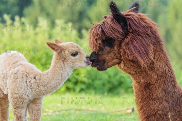A freshly born white alpaca (Vicugna pacos) stands in front of its brown mother and sniffer on her