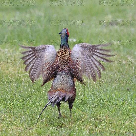 Pheasant, hunting pheasant (Phasianus colchicus), adult male bird during mating call in a meadow,