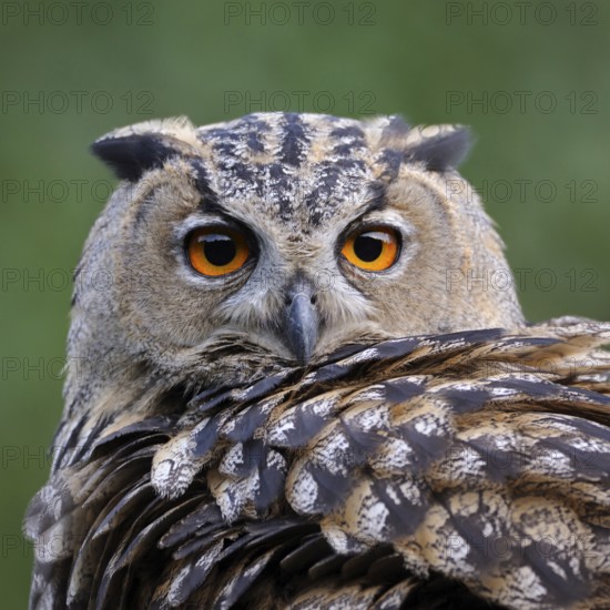Close-up... European Eagle Owl (Bubo bubo), detailed head portrait, orange eyes, sharp gaze, hooked