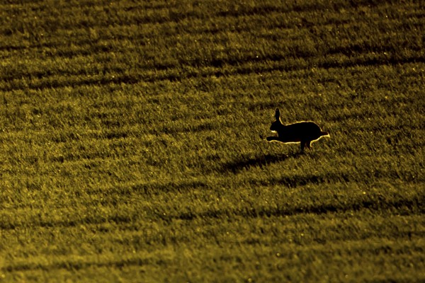 European brown hare (Lepus europaeus) silhouette of an adult animal running in a farmland field at