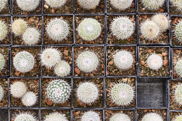 Top view of many small 'Mammillaria Parkinsonii' cactus plants