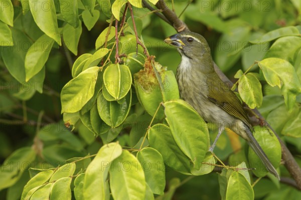 Lesser Antillean saltator (Saltator albicollis) perched on a branch on the Caribbean Island of