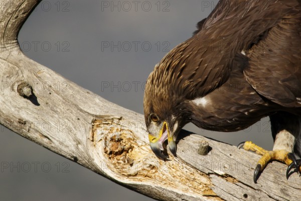 Golden Eagle (Aquila chrysaetos) immature, first winter plumage cleaning the beak, Castile and