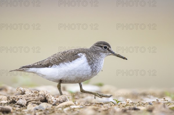 Common Sandpiper (Actitis hypoleucos), North Rhine-Westphalia, Germany