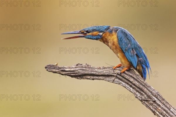Common Kingfisher (Alcedo atthis) female calling, Saxony-Anhalt, Germany