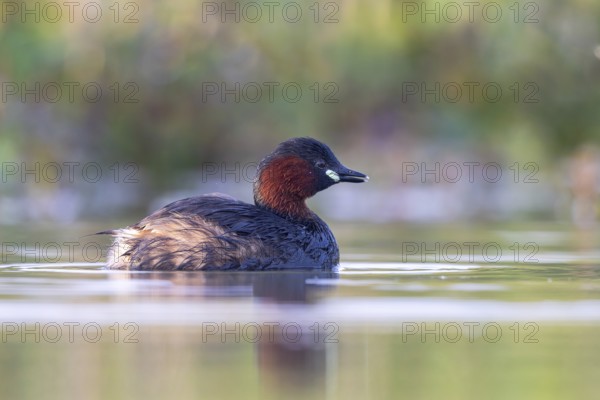 Little Grebe (Tachybaptus ruficollis), North Rhine-Westphalia, Germany