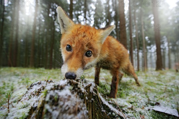 Red fox in the nature forest habitat wide angle lens picture. Animal with tree trunk with first