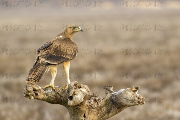 Bonelli's Eagle (Aquila fasciata) juvenile, Castile-La Mancha, Spain