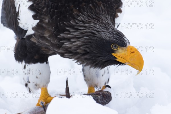 Steller's Sea Eagle (Haliaeetus pelagicus) feeding on a fish in the snow, Hokkaido, Japan