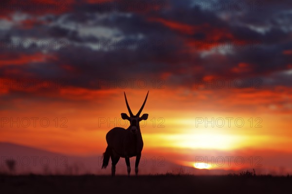 Oryx with orange sand dune evening sunset. Gemsbock large antelope in nature habitat, Sossusvlei,