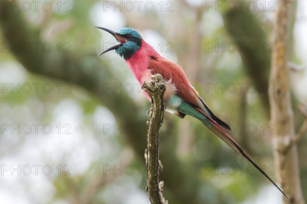 Northern Carmine Bee-eater (Merops nubicus) perched on a branch, Murchinson Falls National Park,