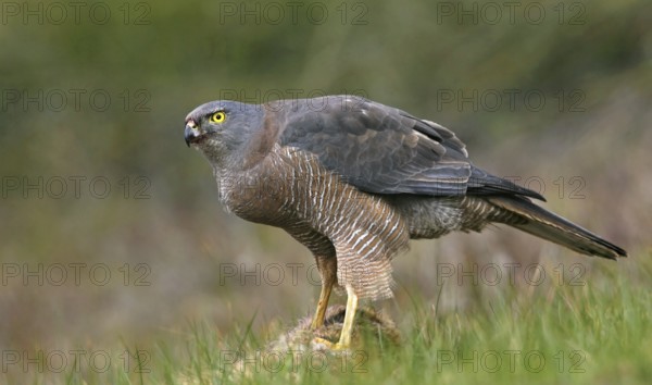 Brown Goshawk (Accipiter fasciatus), Victoria, Australia