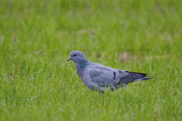 Stock Dove (Columba oenas), North Rhine-Westphalia, Germany