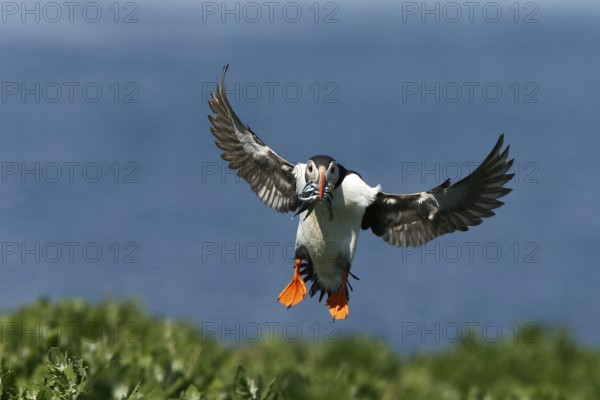 Atlantic Puffin (Fratercula arctica) incoming, carrying sandeels in bill, Farne Islands, United