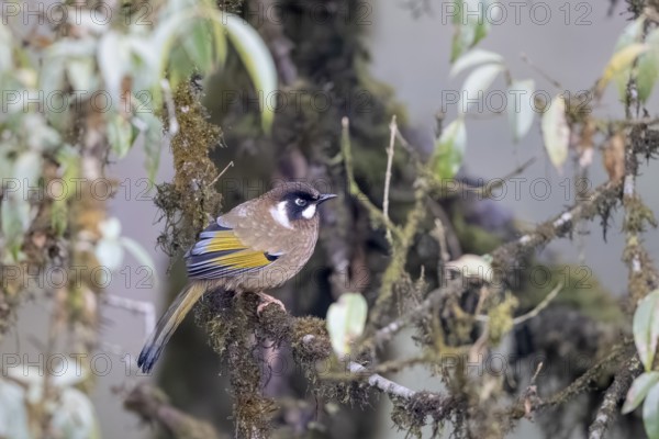 Black-crowned Laughing Thrush (Trochalopteron affine), Singalila National Park, Jamuna, Koshi