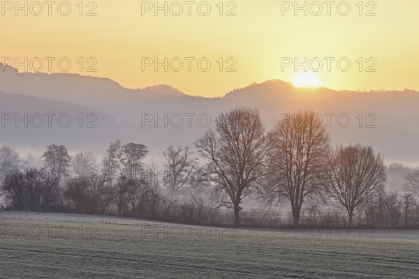 Meadows and trees in the early morning mist in the light of the rising sun, Reusstal, Aristau,