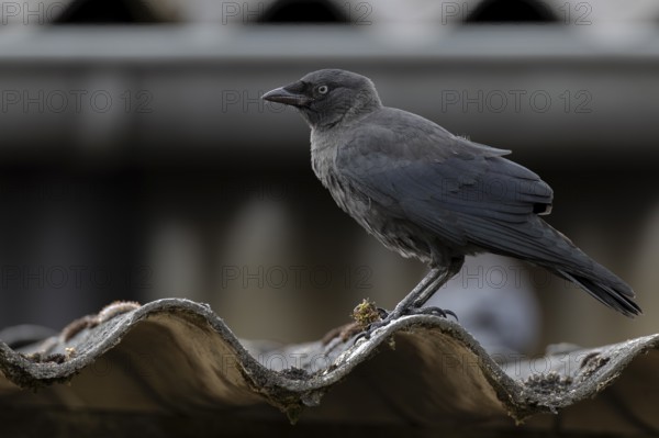 Jackdaw (Corvus monedula) sitting on a corrugated roof, village in Münsterland, North
