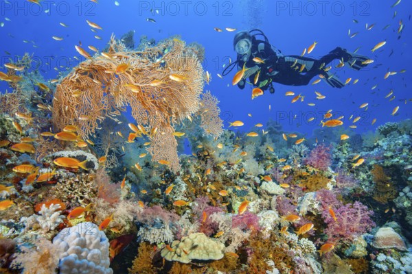 Diver looking at illuminated colourful intact lively colourful colourful tropical coral reef with