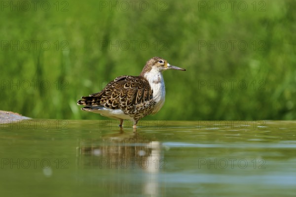 Bird standing calmly in the water against a green background, Ruff (Calidris pugnax), spring,