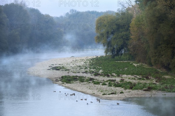 River Isar in the morning mist shortly in front of sunrise, ducks swimming in the water in front of