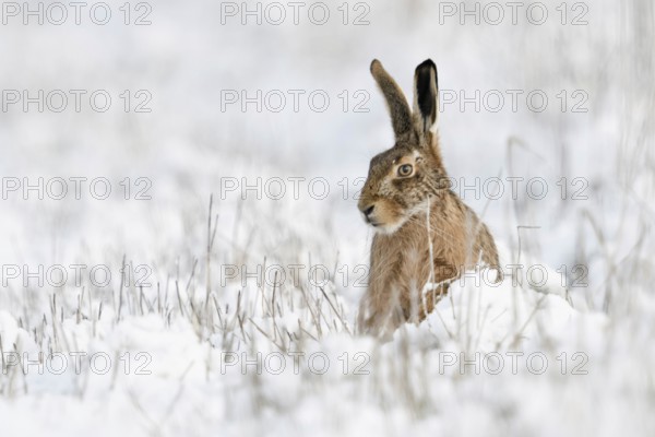 European hare (Lepus europaeus), hare sits in winter in a meadow in the snow, looks dreamy,