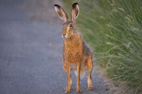 A hare sits on a dirt track at sunrise in the north-west of Frankfurt am Main, Frankfurt am Main,