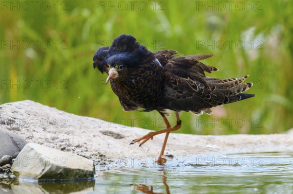 A bird near a water hole on a stone in a natural environment, ruff (Calidris pugnax, syn.: