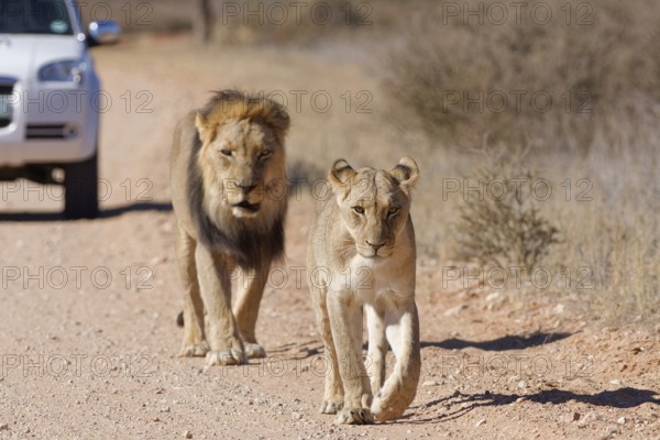 African lions (Panthera leo), two adults, male and female, walking on a dirt road, followed by an