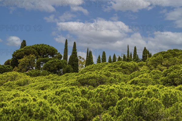 Pine trees (Pinus pinea) and cypresses (Cupressus) in front of clouds and blue sky, near