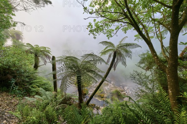 Fern-covered landscape with mist that radiates a mysterious atmosphere, Te Manaroa Spring, Hot