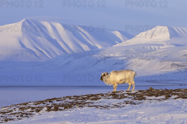 Svalbard reindeer (Rangifer tarandus platyrhynchus) adult in winter coat with cast antlers on snow