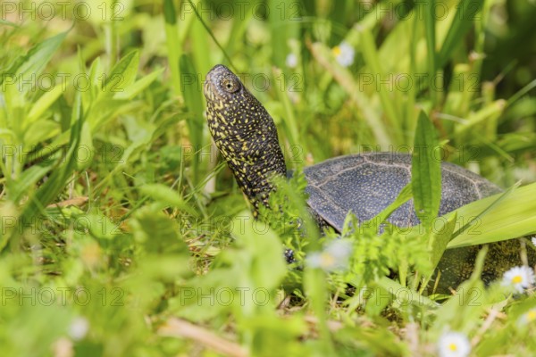 A European pond turtle (Emys orbicularis), makes its way through the green meadow next to the pond