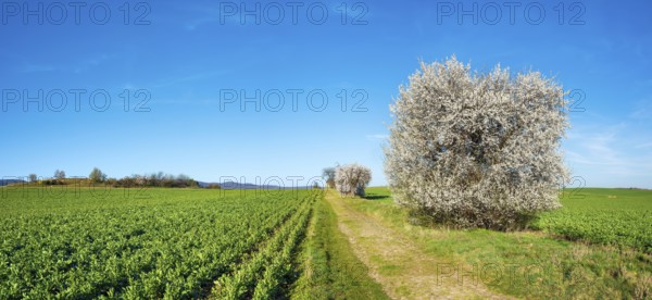 Country lane through green fields in spring, old road with cobblestones, white flowering copses,