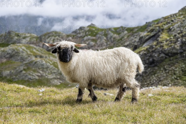 Valais Blacknose sheep (Ovis gmelini aries), high alpine mountain valley, Obere Senner Egete,