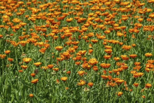 Mary's gold, common marigold, pot marigold, Scotch marigold, ruddles (Calendula officinalis,