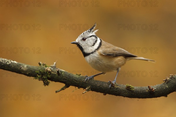European Crested Tit (Lophophanes cristatus), Utrecht, Netherlands
