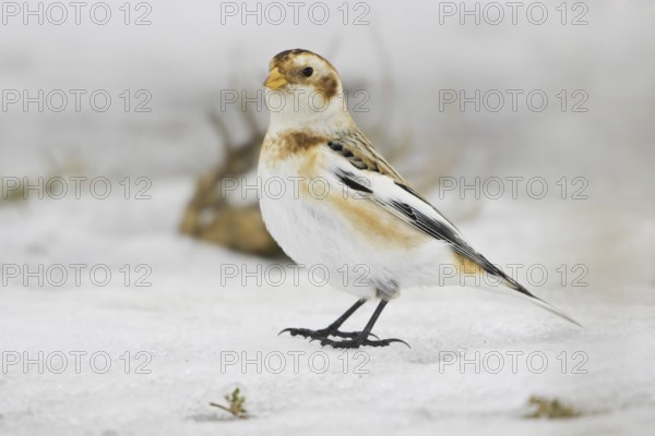 Snow Bunting (Plectrophenax nivalis), Ontario, Canada