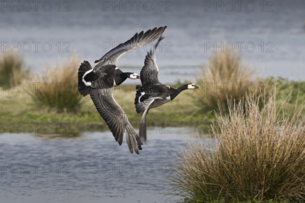 Barnacle Goose (Branta leucopsis), Schleswig-Holstein, Germany