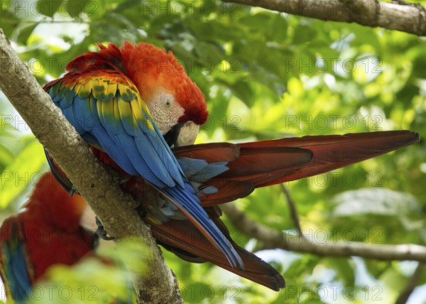 Scarlet Macaw (Ara macao), French Guiana